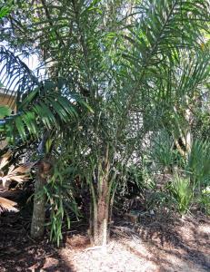 post-1824-0-13188300-1349809460_thumb.jp