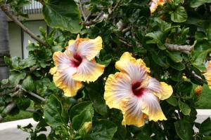 post-1839-019848000 1339767112_thumb.jpg