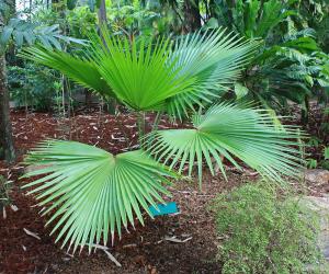 post-19-003717700 1331492693_thumb.jpg