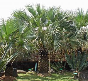 post-19-035970000 1331495001_thumb.jpg