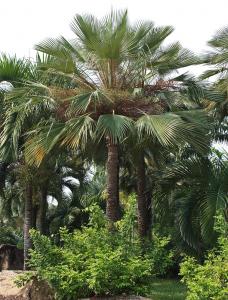 post-19-057220400 1331495399_thumb.jpg