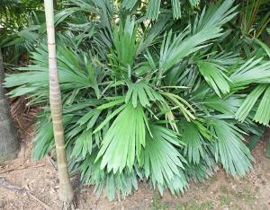 post-19-058138000 1331494505_thumb.jpg