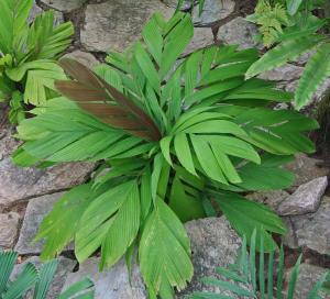 post-19-095075300 1331495474_thumb.jpg