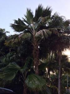 post-1905-0-60557600-1400630903_thumb.jp