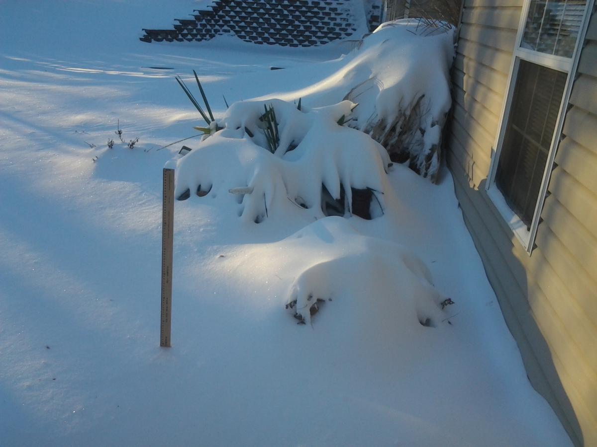 Needle Palm - How Cold Can it Take?  How about -10 to -15F (-23 to -26C)?
