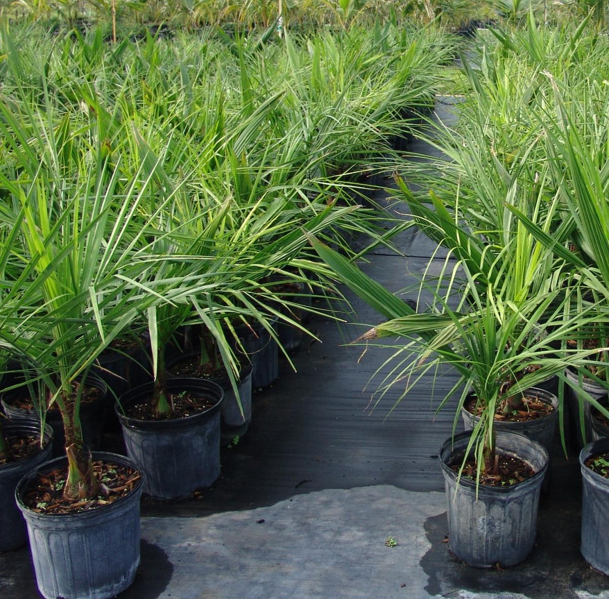Mule Palm For Sale