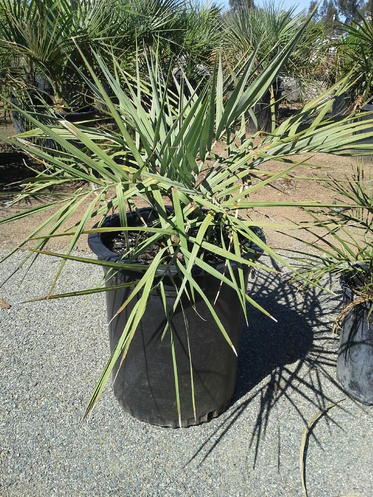 Jubaea x butia F2 For Sale PalmTalk