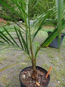 post-1930-0-57470300-1405361000_thumb.jp