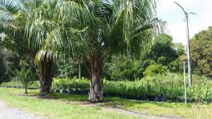 post-1930-0-89150600-1440956942_thumb.jp