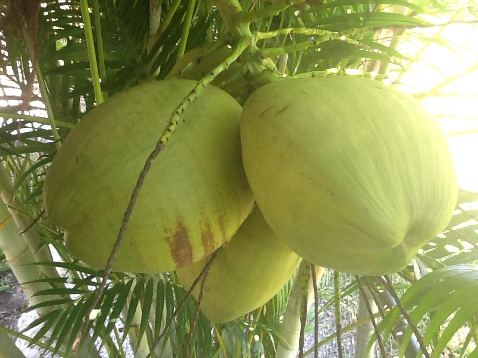 My Visit to Kopsick Arboretum New Jamaican Tall Coconuts
