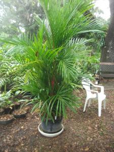 post-2002-003892400 1335319535_thumb.jpg