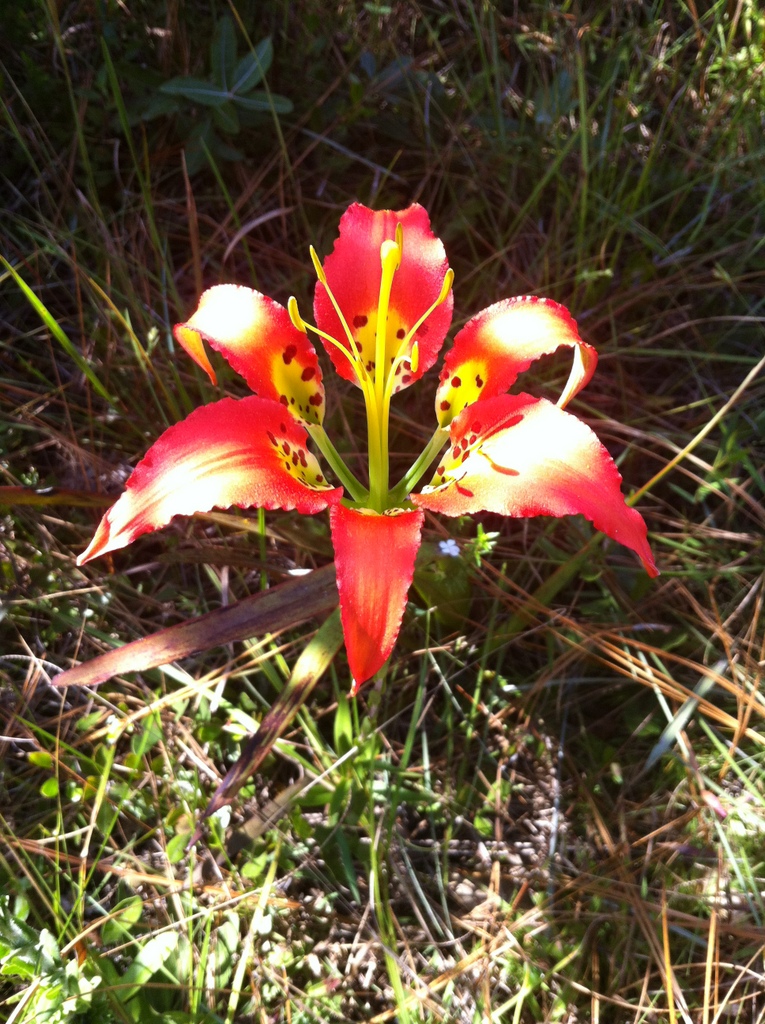 Any FL wild flower experts?