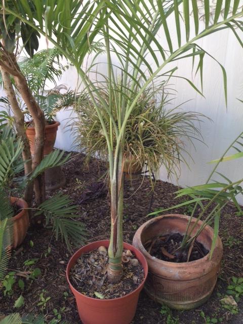 Dypsis Pembana Split Crown - is this Normal?