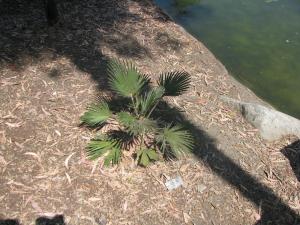 post-208-004378400 1312775537_thumb.jpg