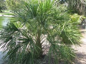 post-208-058656000 1312776546_thumb.jpg