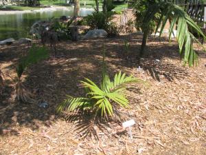 post-208-089493500 1312776961_thumb.jpg