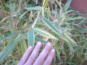 post-208-1163904920_thumb.jpg