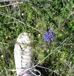 post-208-1205131574_thumb.jpg
