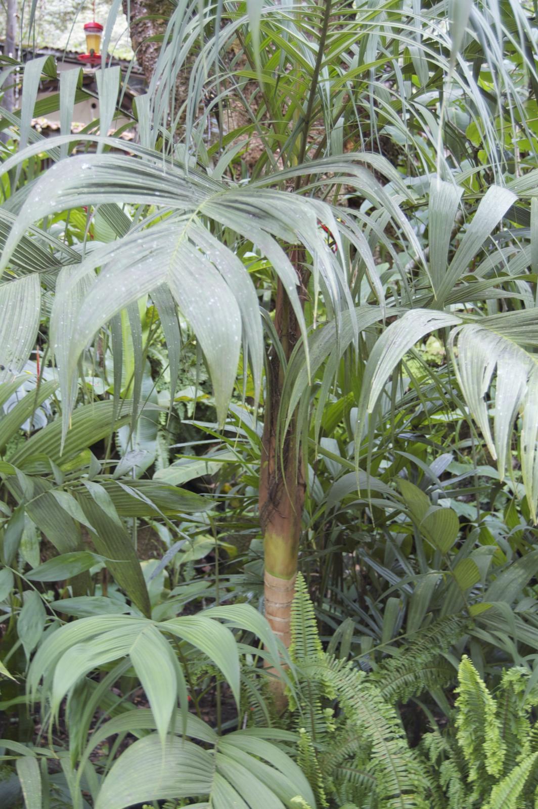 Palm IDs? Geonoma whatsis? and Possible Chamaedorea whozit?