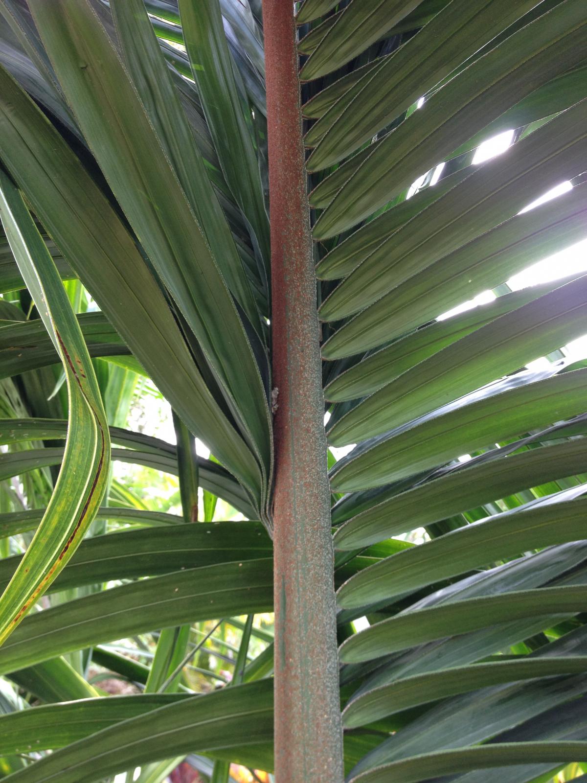 Dypsis Weirdness