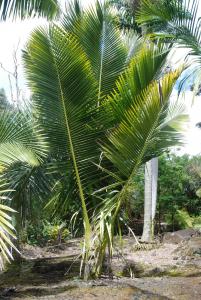 post-22-051765400 1340047956_thumb.jpg