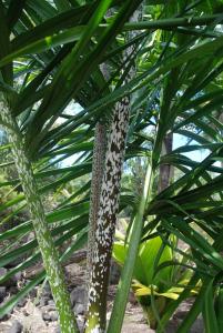 post-22-081680900 1340048555_thumb.jpg