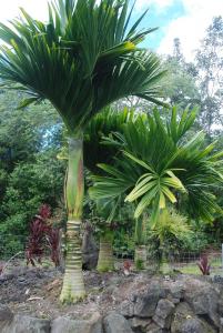 post-22-088316100 1340048194_thumb.jpg