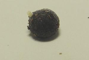post-223-1174536434_thumb.jpg