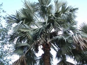 post-23-014359300 1337388255_thumb.jpg