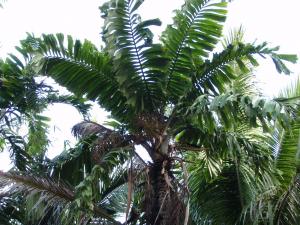 post-23-017748500 1337212288_thumb.jpg