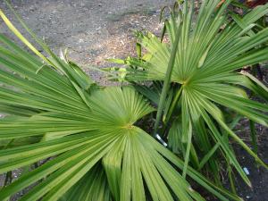 post-23-050214300 1337213968_thumb.jpg