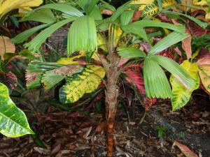 post-23-050745300 1337215940_thumb.jpg