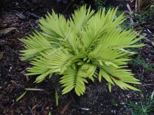 post-23-077145800 1337387996_thumb.jpg