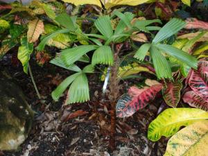 post-23-097640800 1337215896_thumb.jpg