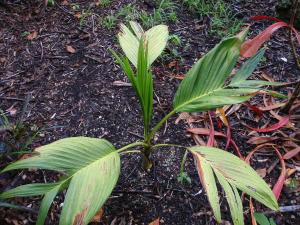 post-23-097919700 1337212312_thumb.jpg