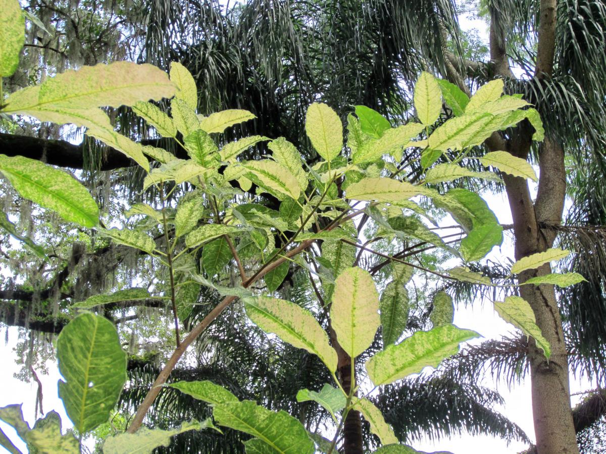 Ficus virens �Snowstorm� Spotted Fig (Variegated Fig 3) TROPICAL