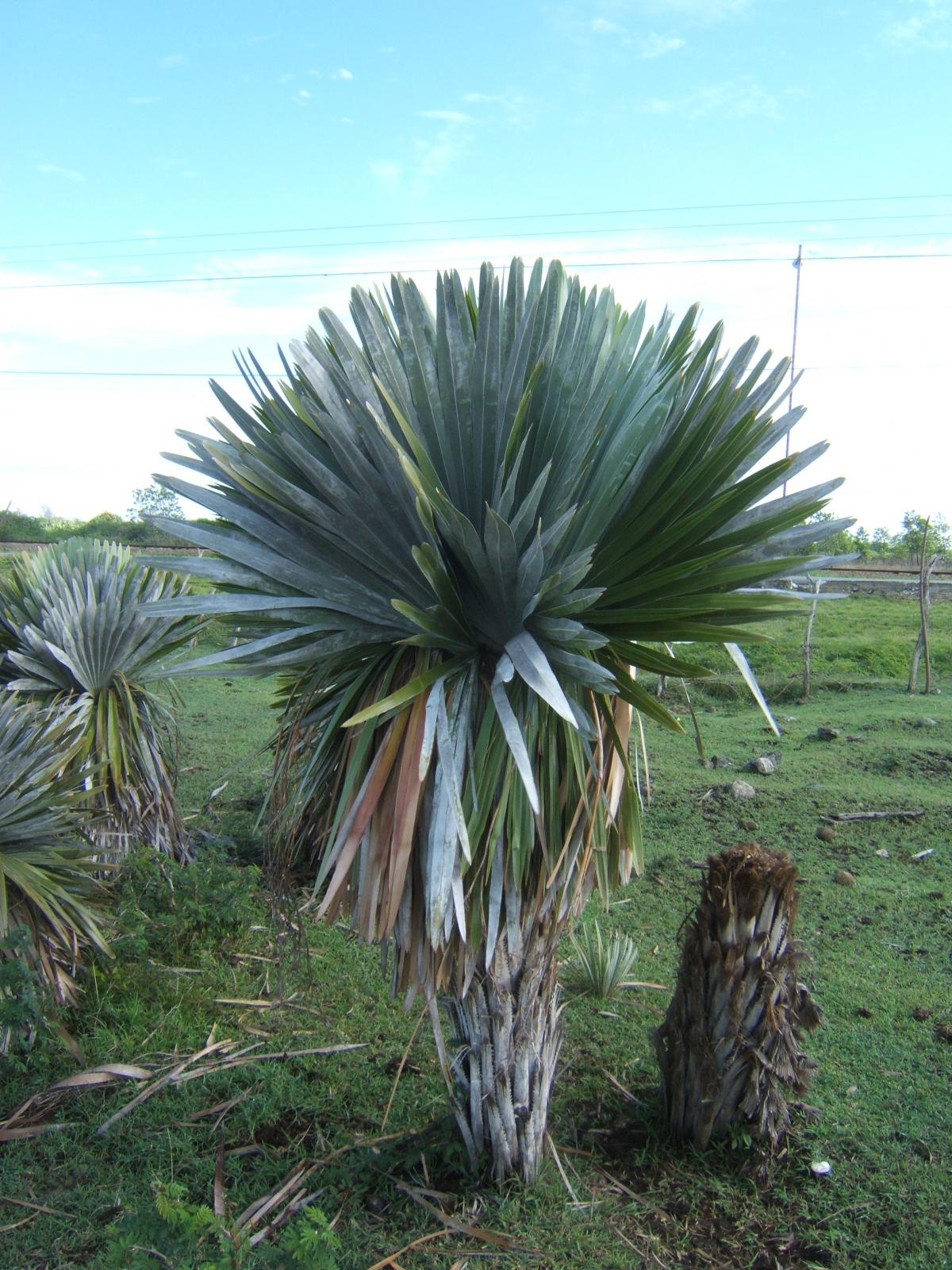 Copernicia cowellii : Habitat pics from Cuba