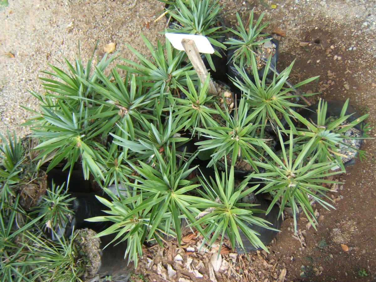 Hemithrinax ekmaniana seeds from MBC being auctioned off DISCUSSING