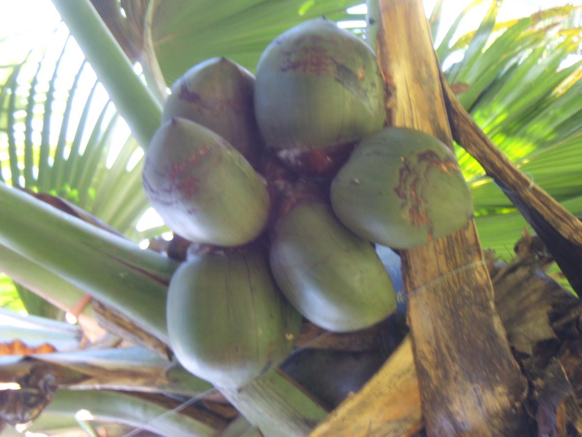 Lodoicea Maldivica seeds wanted - Palms/Plants/Seeds Wanted - PalmTalk