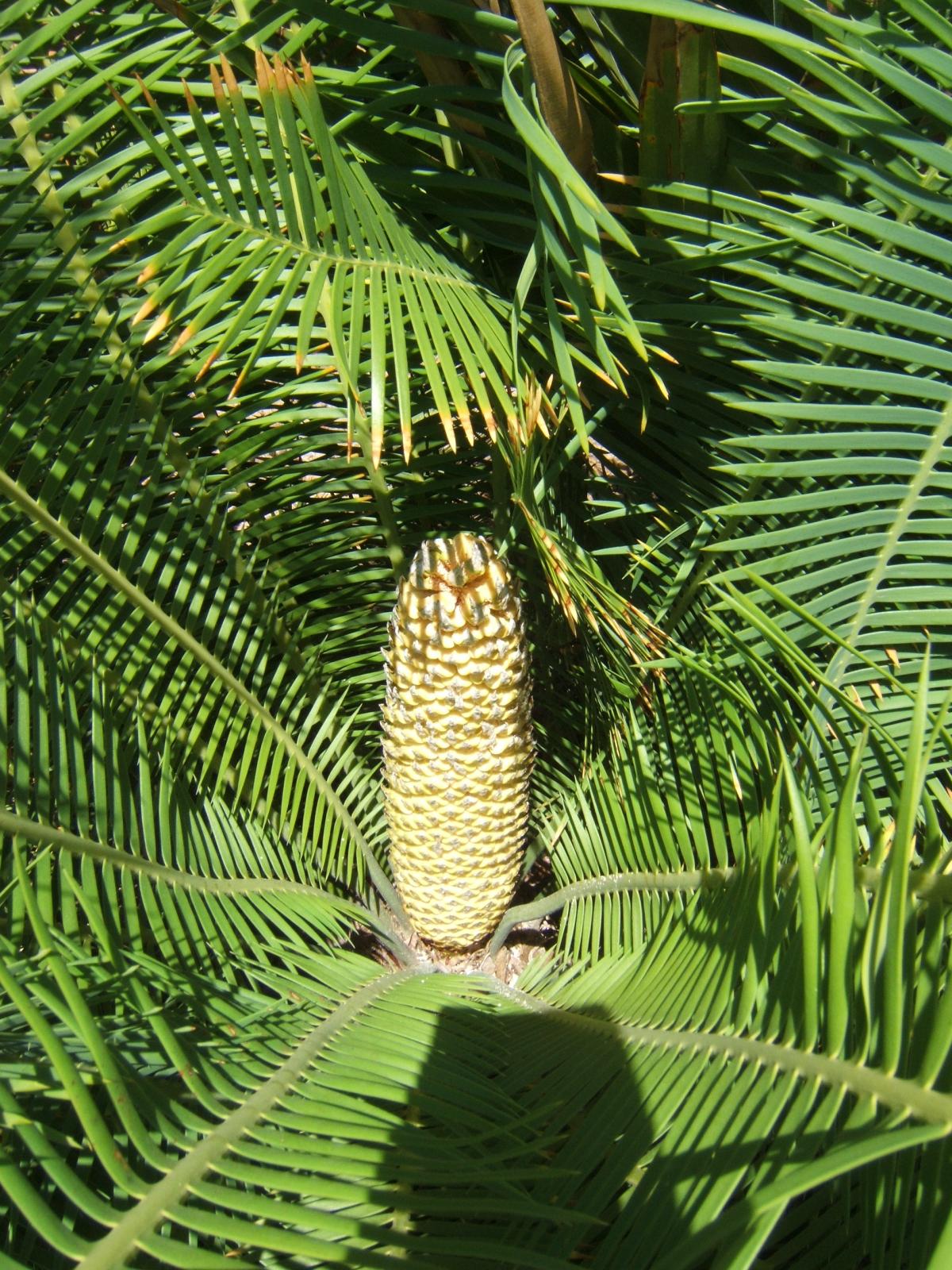 Dioon edule cone