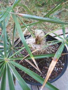 post-236-048794100 1321547571_thumb.jpg