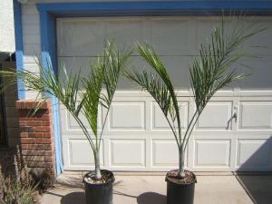 post-236-054283400 1334521380_thumb.jpg