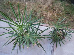 post-236-084639000 1321546950_thumb.jpg