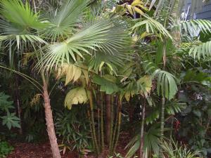 post-250-097776900 1311920217_thumb.jpg