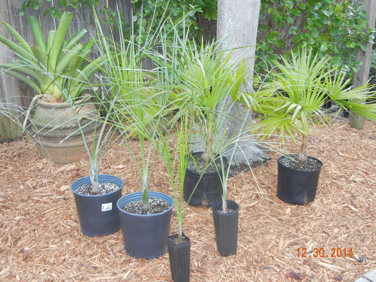 Palms and Zamia for sale