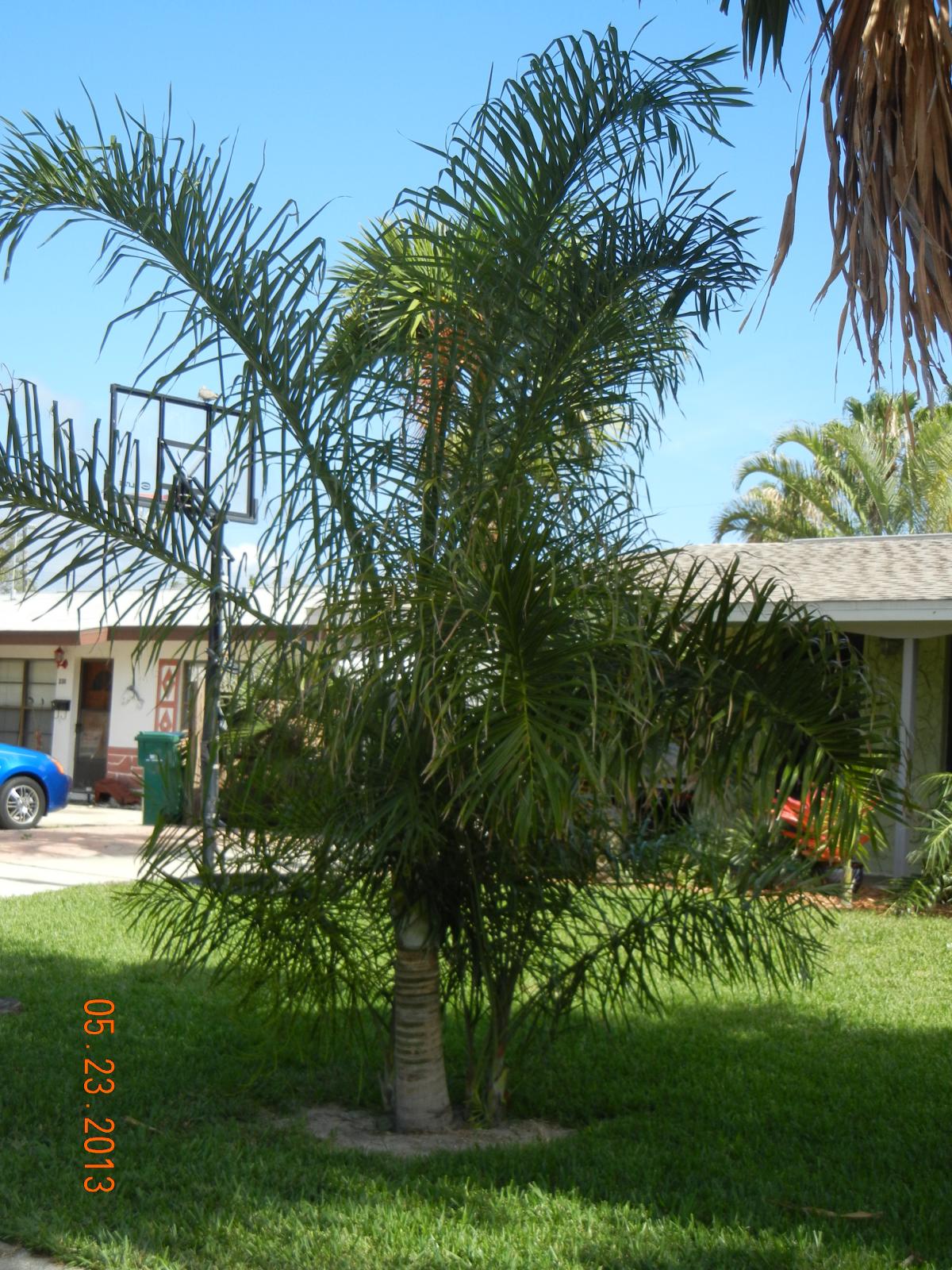 Dypsis madagascariensis sp 'mahajanga'