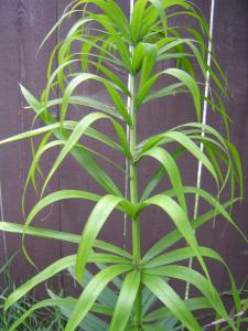 post-27-025682500 1330535363_thumb.jpg