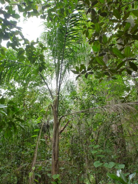 Tall butias and a smattering of Syagrus at Palatka Ravines, Florida