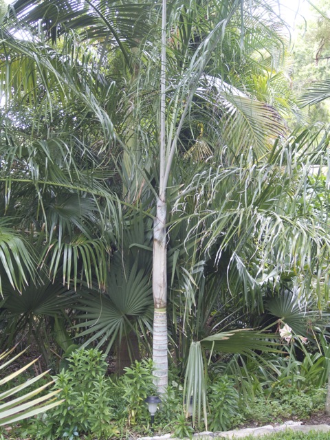 Palm & Cycad Sale in Merritt Island, FL