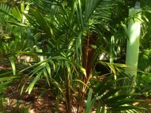 post-2997-0-14629700-1380207169_thumb.jp